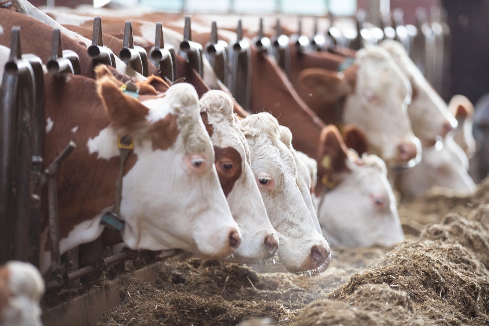 Fleckvieh cattle farming
