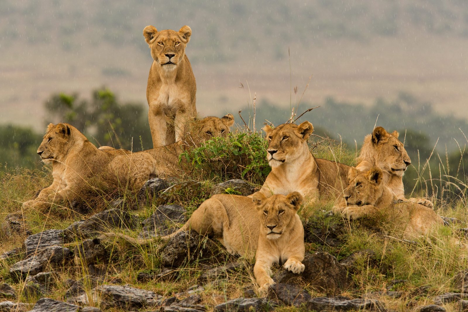Lionesses on the African savanna