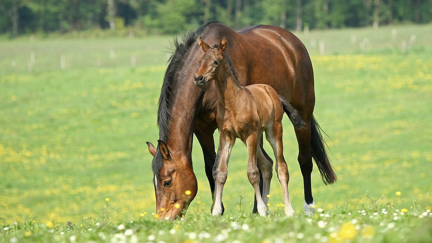 Mare and foal for elite racehorse breeding