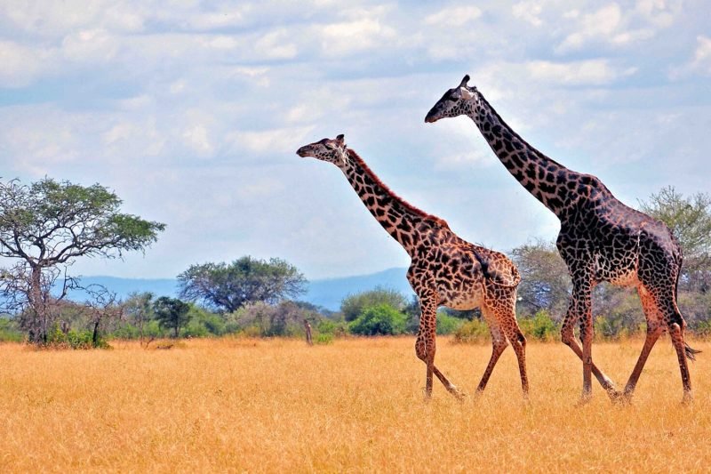 Luxury safari giraffes